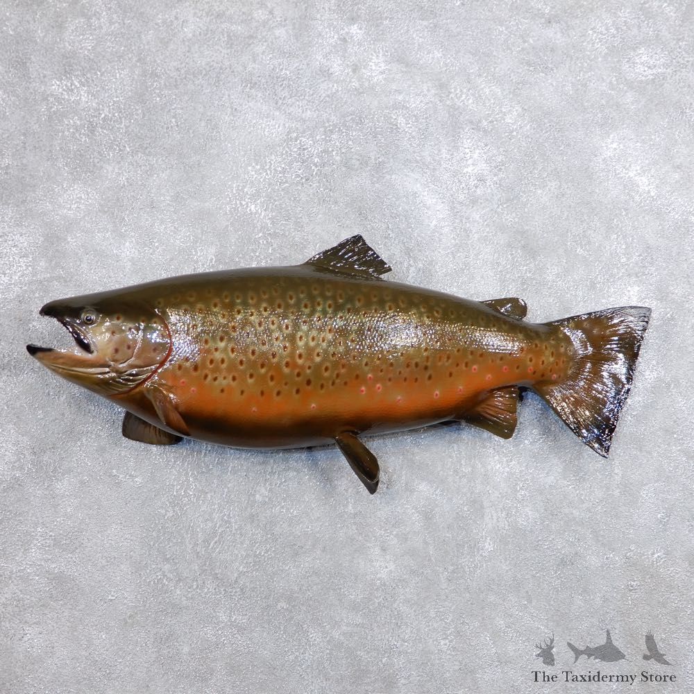 Brown Trout Fish Mount For Sale #18666 @ The Taxidermy Store