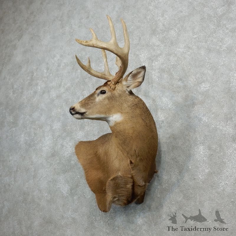 Whitetail Deer Shoulder Mount For Sale #18099 @ The Taxidermy Store