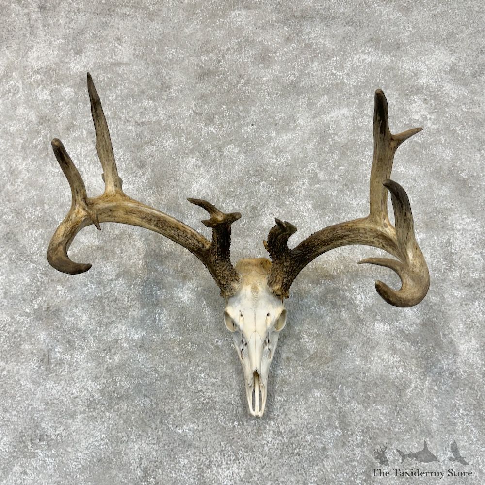 Whitetail Deer Skull European Mount For Sale #29469 @ The Taxidermy Store