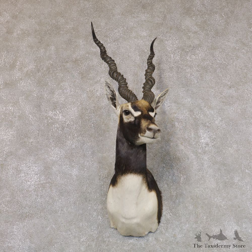 India Blackbuck Shoulder Mount For Sale #22508 @ The Taxidermy Store