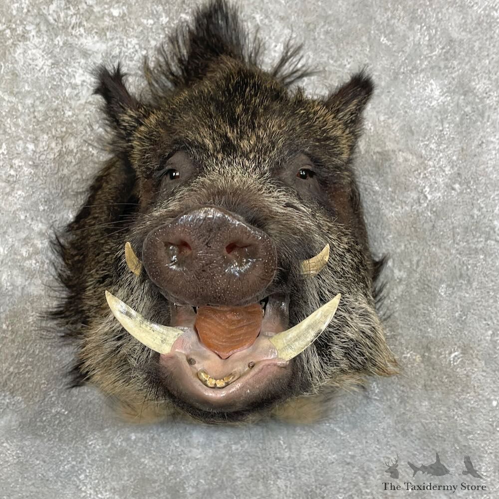 Russian Boar Shoulder Mount For Sale #28003 @ The Taxidermy Store