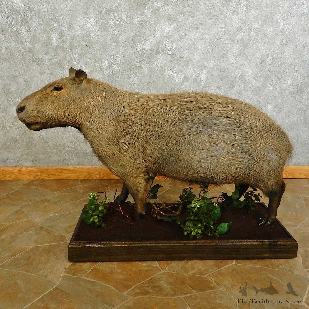 Capybara Life-sze Taxidermy Mount For Sale #16757 @ The Taxidermy Store