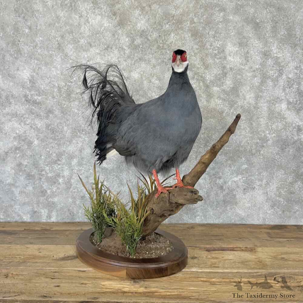 Blue-Eared Pheasant Bird Mount For Sale #32282 @ The Taxidermy Store