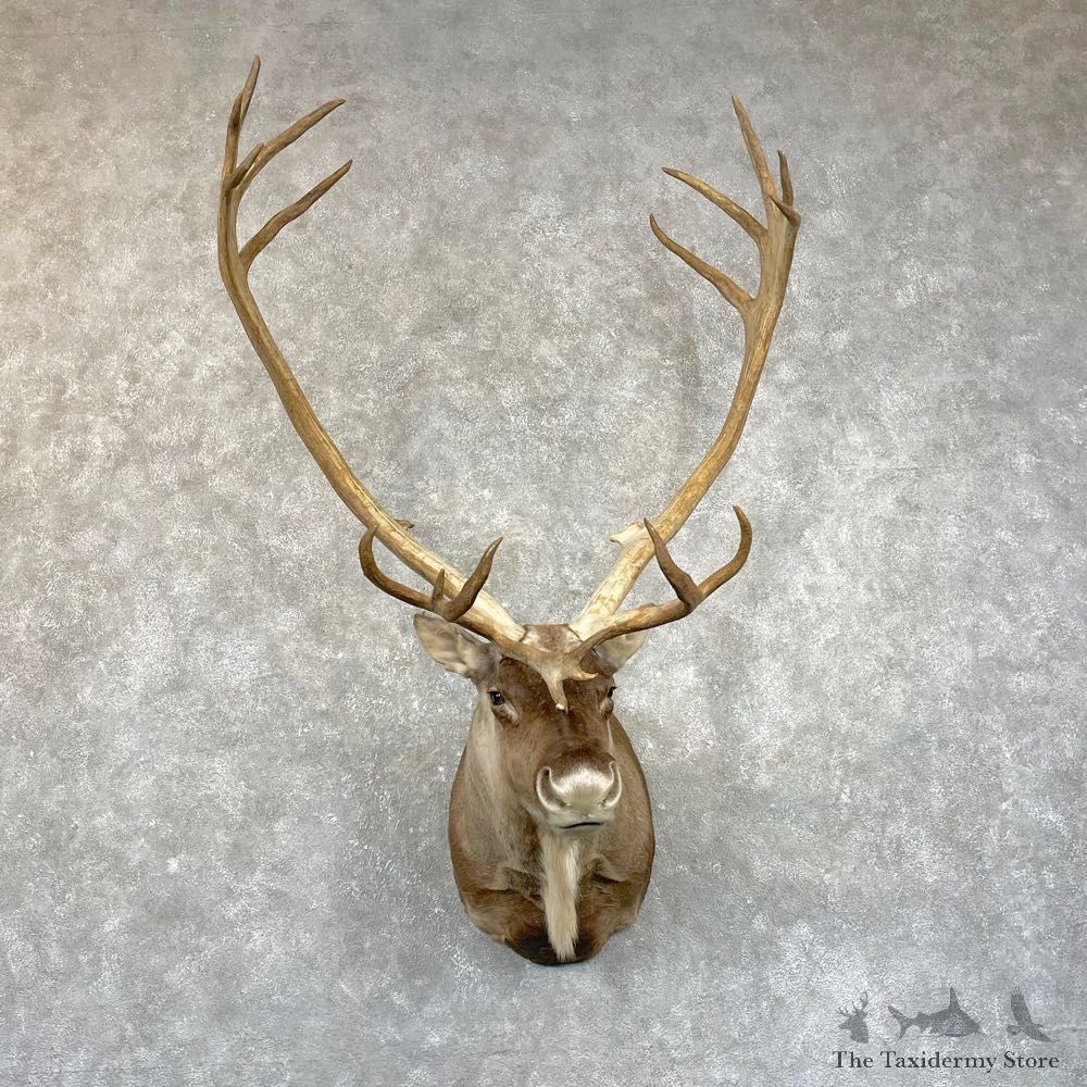 Mountain Caribou Shoulder Mount For Sale #24933 @ The Taxidermy Store