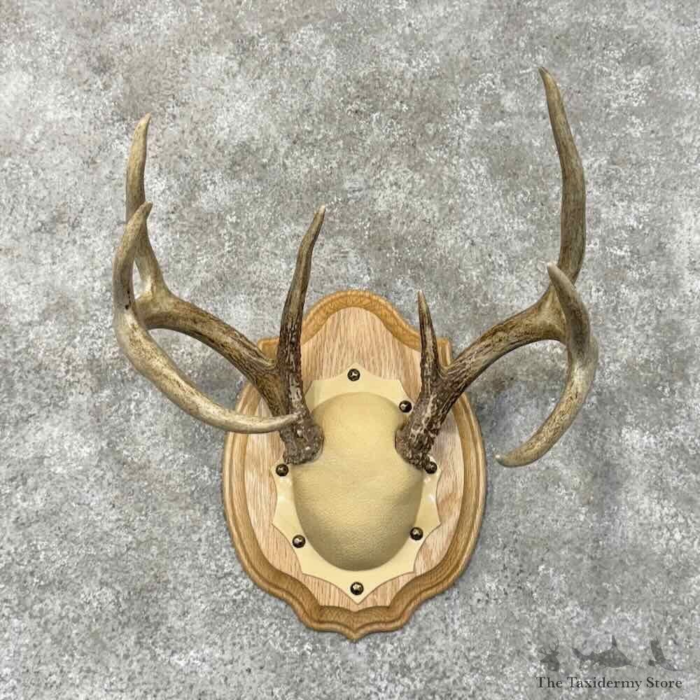 Whitetail Deer Antler Plaque Mount For Sale #30473 @ The Taxidermy Store