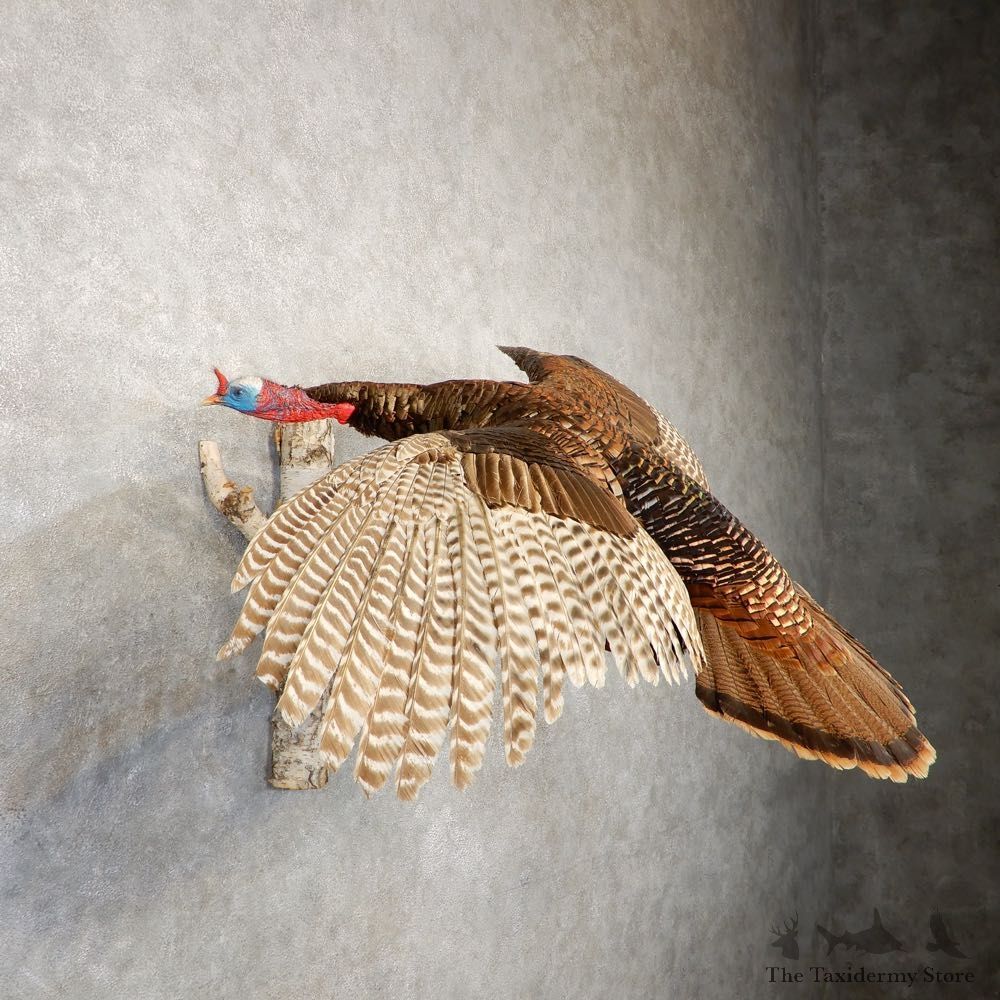 Eastern Turkey Bird Mount For Sale #20605 @ The Taxidermy Store