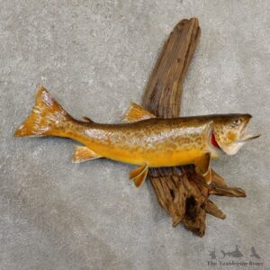 Tiger Trout Freshwater Fish Mount For Sale #20567 @ The Taxidermy Store