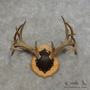 Whitetail Deer Taxidermy European Antler Plaque #17285 For Sale @ The Taxidermy Store