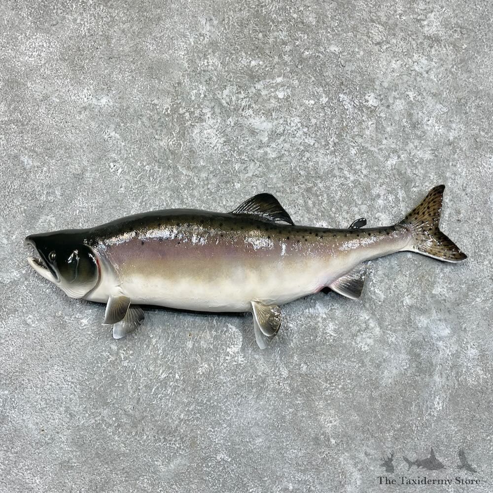 Pink Salmon Fish Mount For Sale #27516 @ The Taxidermy Store