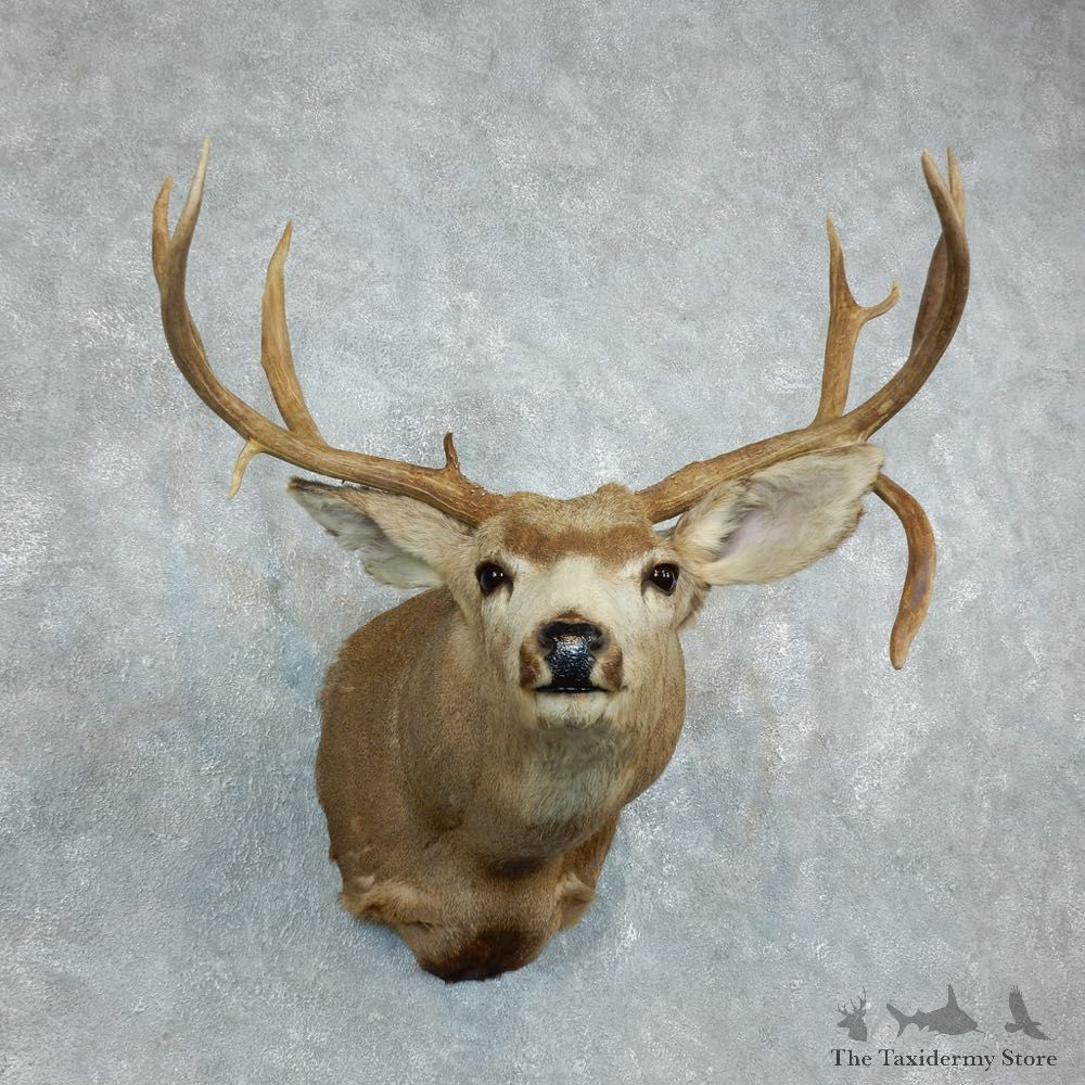 Mule Deer Shoulder Mount For Sale #18510 @ The Taxidermy Store