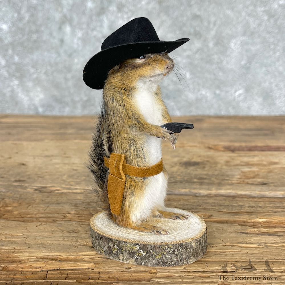 Cowboy Chipmunk Novelty Mount For Sale #25534 @ The Taxidermy Store