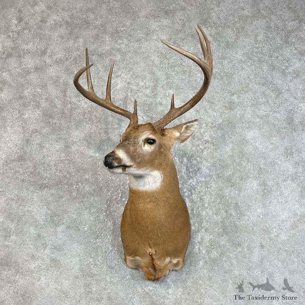 Whitetail Deer Shoulder Mount #25733 For Sale - The Taxidermy Store