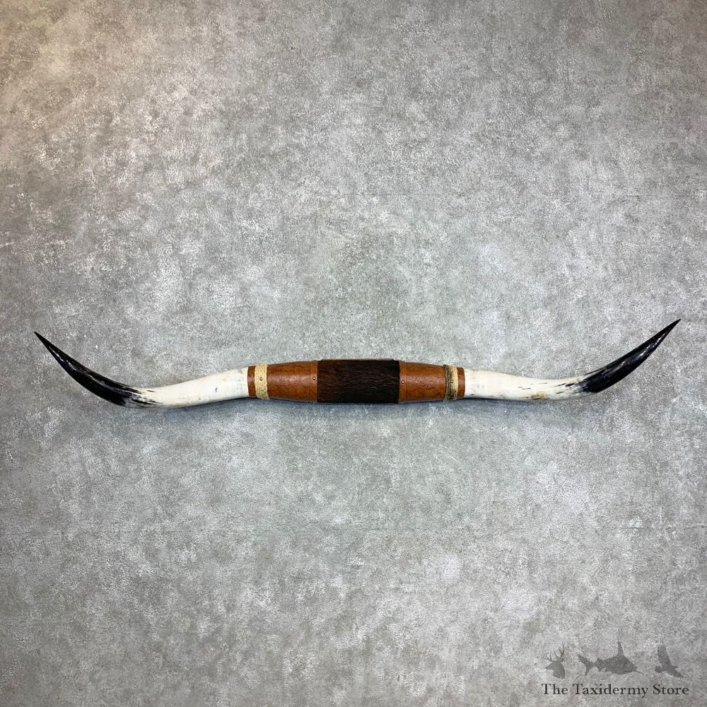 Longhorn Steer Plaque For Sale #23355 @ The Taxidermy Store