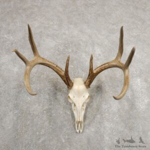 Whitetail Deer Skull European Mount For Sale #20996 @ The Taxidermy Store
