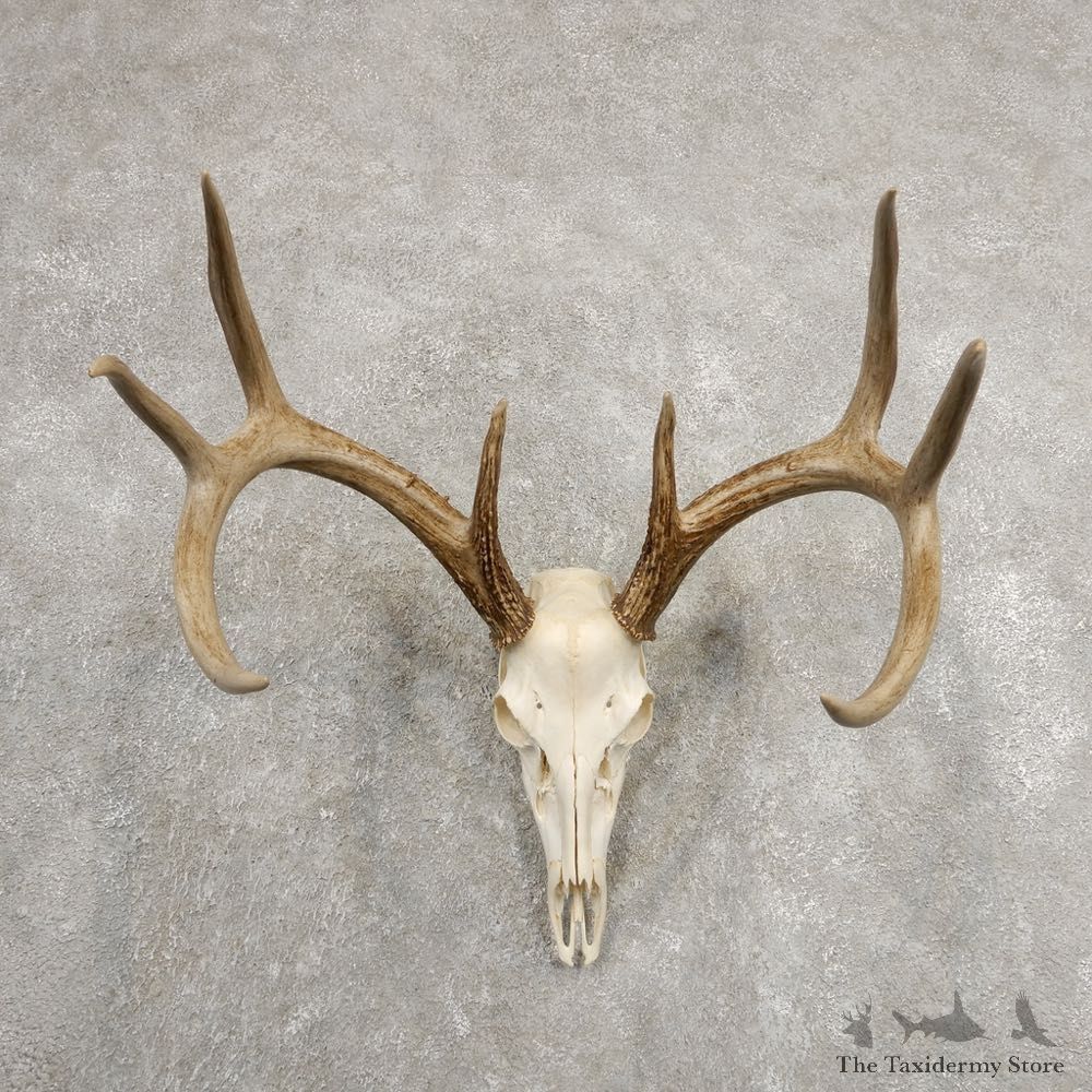 Whitetail Deer Skull European Mount For Sale #20996 @ The Taxidermy Store