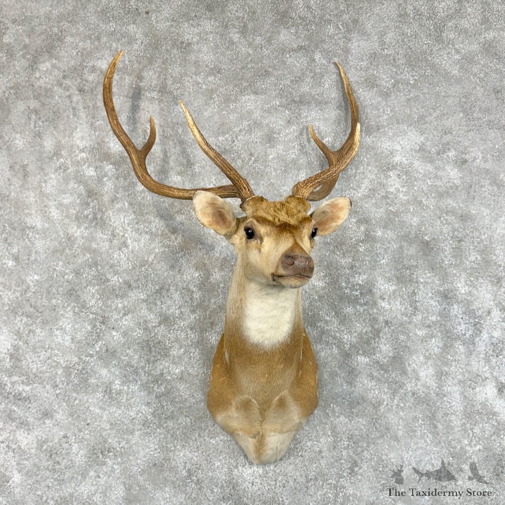 Axis Deer Shoulder Mount For Sale #29681 @ The Taxidermy Store
