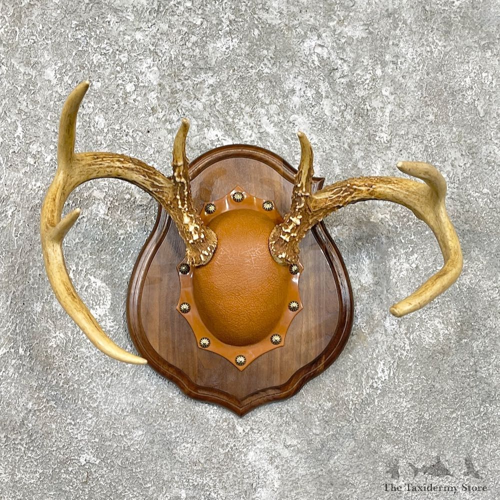 Whitetail Deer Antler Plaque Mount For Sale #26224 @ The Taxidermy Store