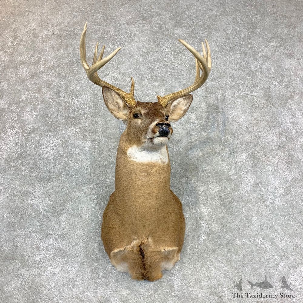 Whitetail Deer Shoulder Mount #23348 For Sale - The Taxidermy Store
