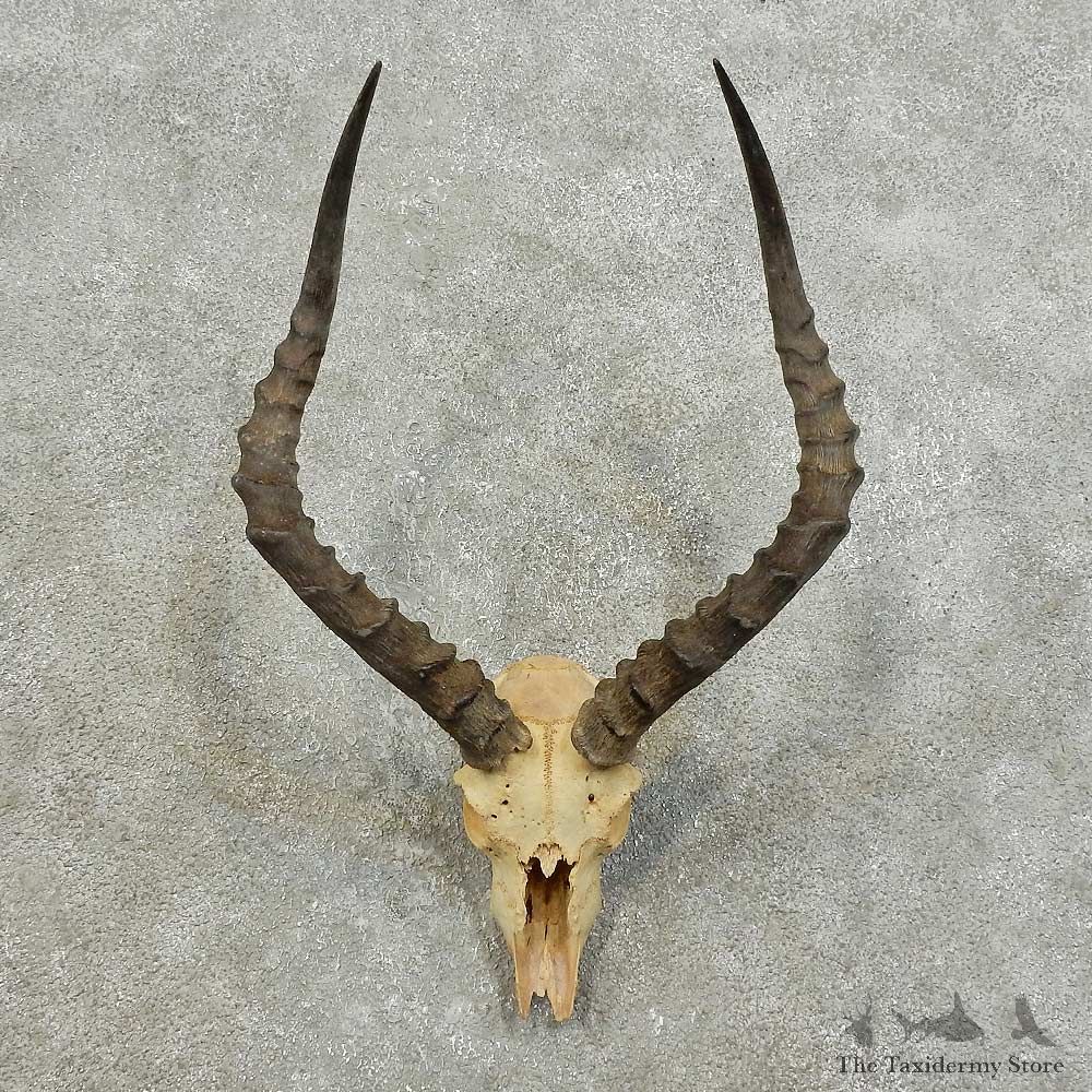 Impala Skull & Horns European Mount For Sale #15987 @ The Taxidermy Store
