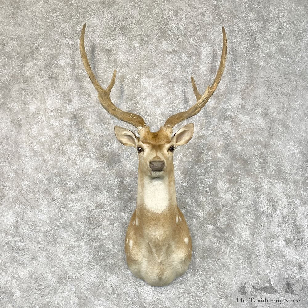 Axis Deer Shoulder Mount For Sale #28692 @ The Taxidermy Store