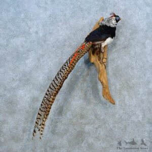 Lady Amherst Pheasant Bird Mount For Sale #15529 @ The Taxidermy Store