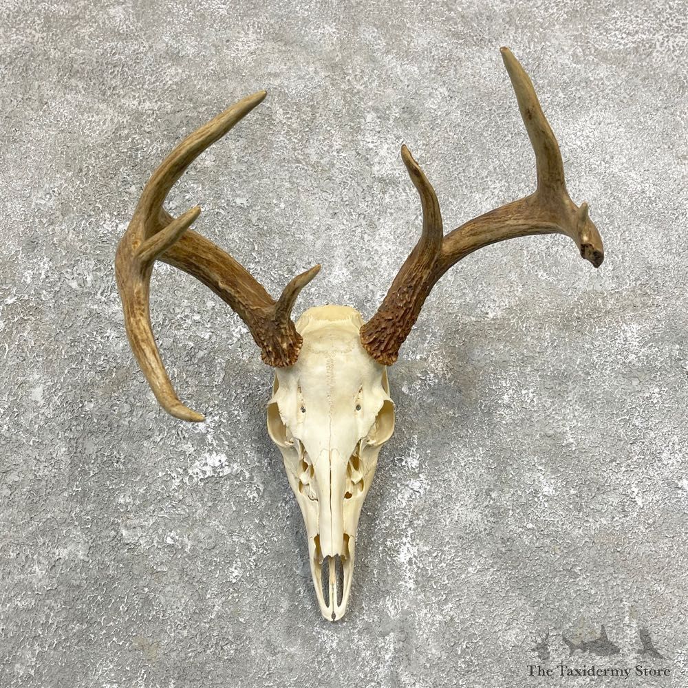 Whitetail Deer Skull European Mount For Sale #24809 @ The Taxidermy Store
