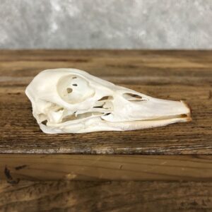 Ruddy Shelduck Skull For Sale #19585 @ The Taxidermy Store