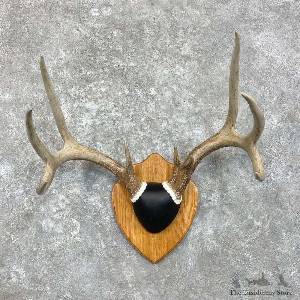 Whitetail Deer Antler Plaque Mount For Sale #27931 @ The Taxidermy Store