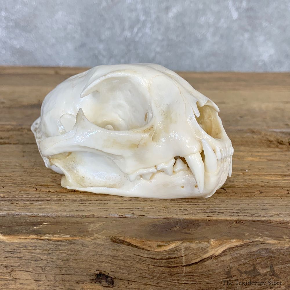 Bobcat Skull Mount For Sale #21712 @ The Taxidermy Store