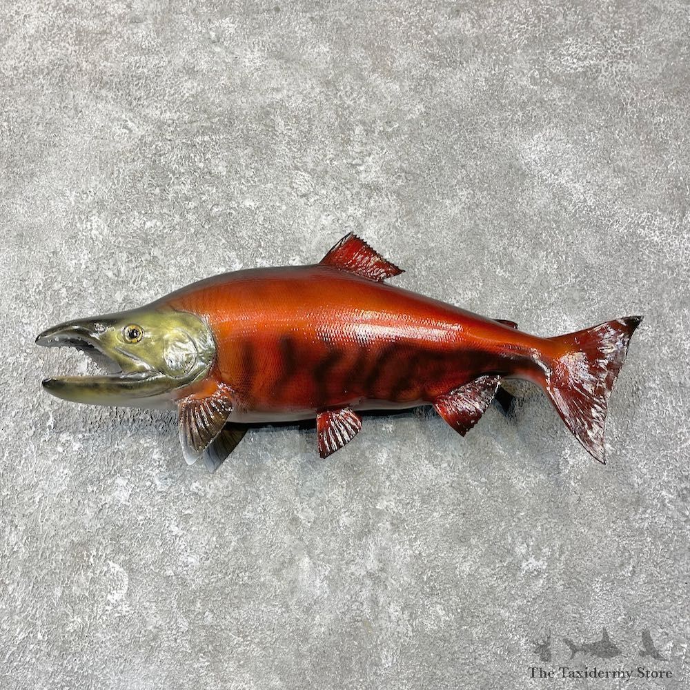 Sockeye Salmon Taxidermy Fish Mount For Sale #25934 @ The Taxidermy Store