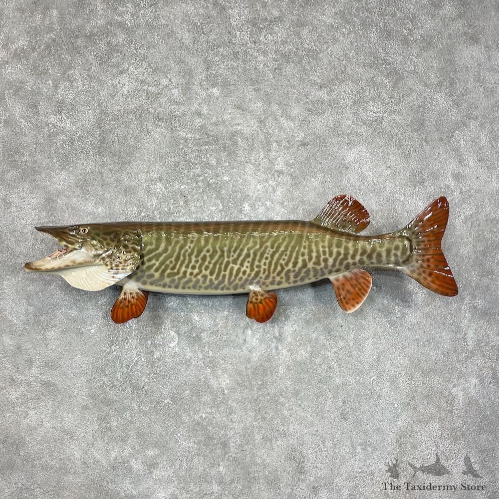 Tiger Musky Fish Taxidermy Mount For Sale #25379 - The Taxidermy Store