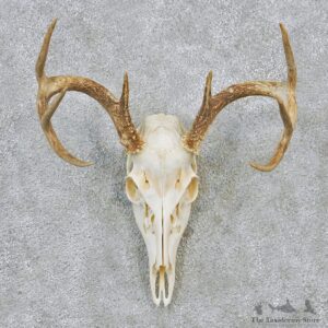 Whitetail Deer European Antler Skull Taxidermy Mount #12628 For Sale @ The Taxidermy Store