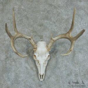 Whitetail Deer Skull & Antlers European Taxidermy Mount #13360 For Sale @ The Taxidermy Store