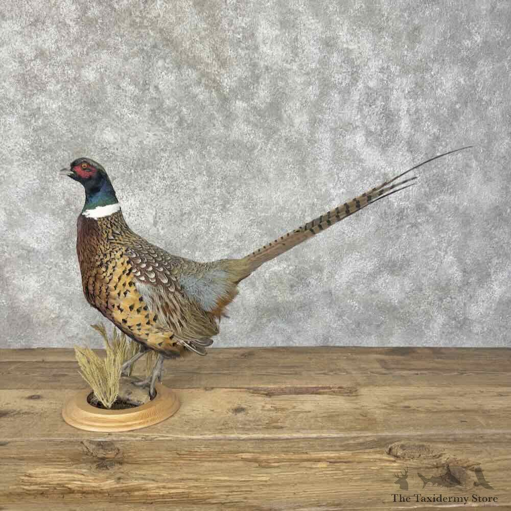 Ringneck Pheasant Bird Mount For Sale #31972 @ The Taxidermy Store