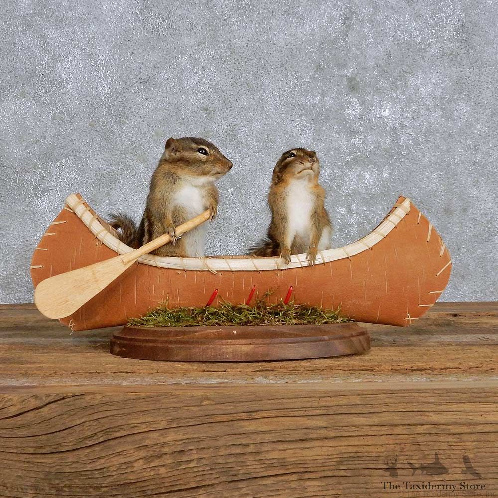 Novelty Canoe Chipmunk Mount For Sale #14186 @ The Taxidermy Store