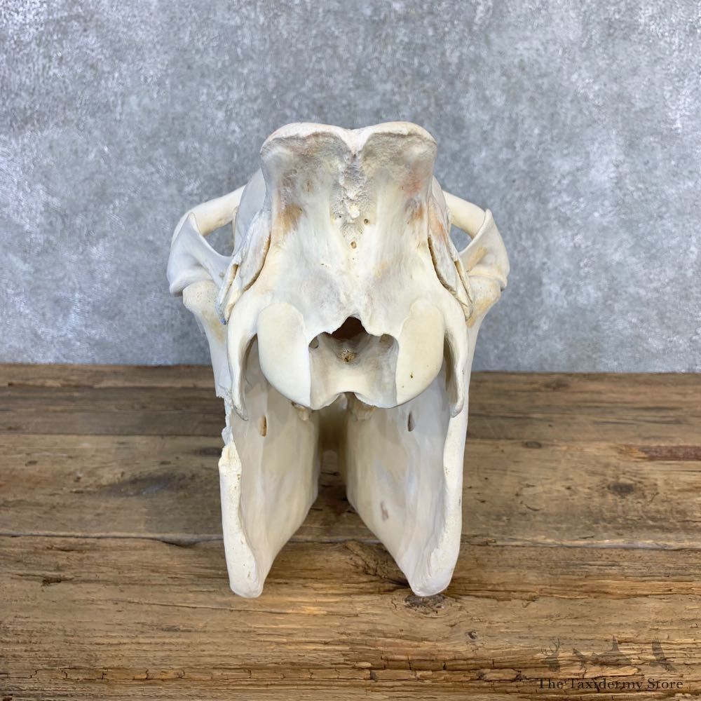 African Burchell's Zebra Skull Mount #21843 For Sale @ The Taxidermy Store