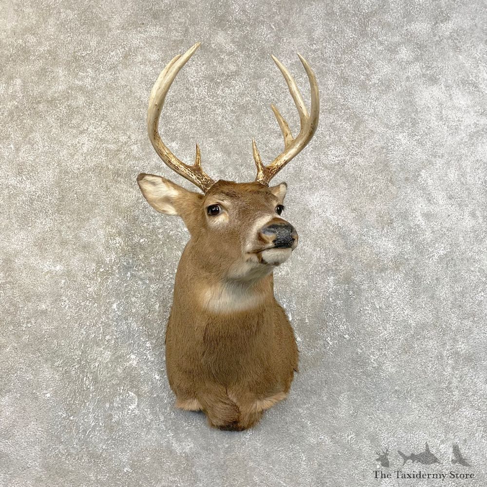 Whitetail Deer Shoulder Mount #25113 For Sale - The Taxidermy Store