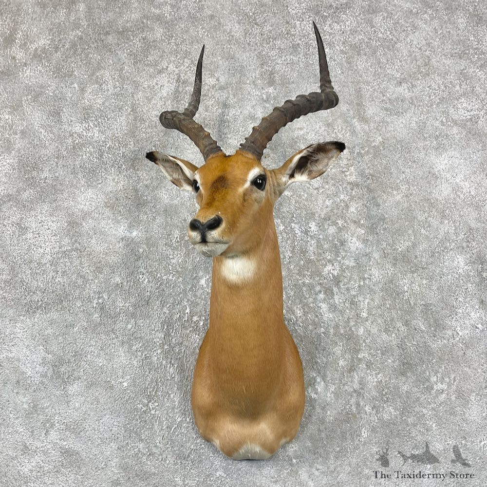 African Impala Shoulder Taxidermy Mount #26052 For Sale @ The Taxidermy Store