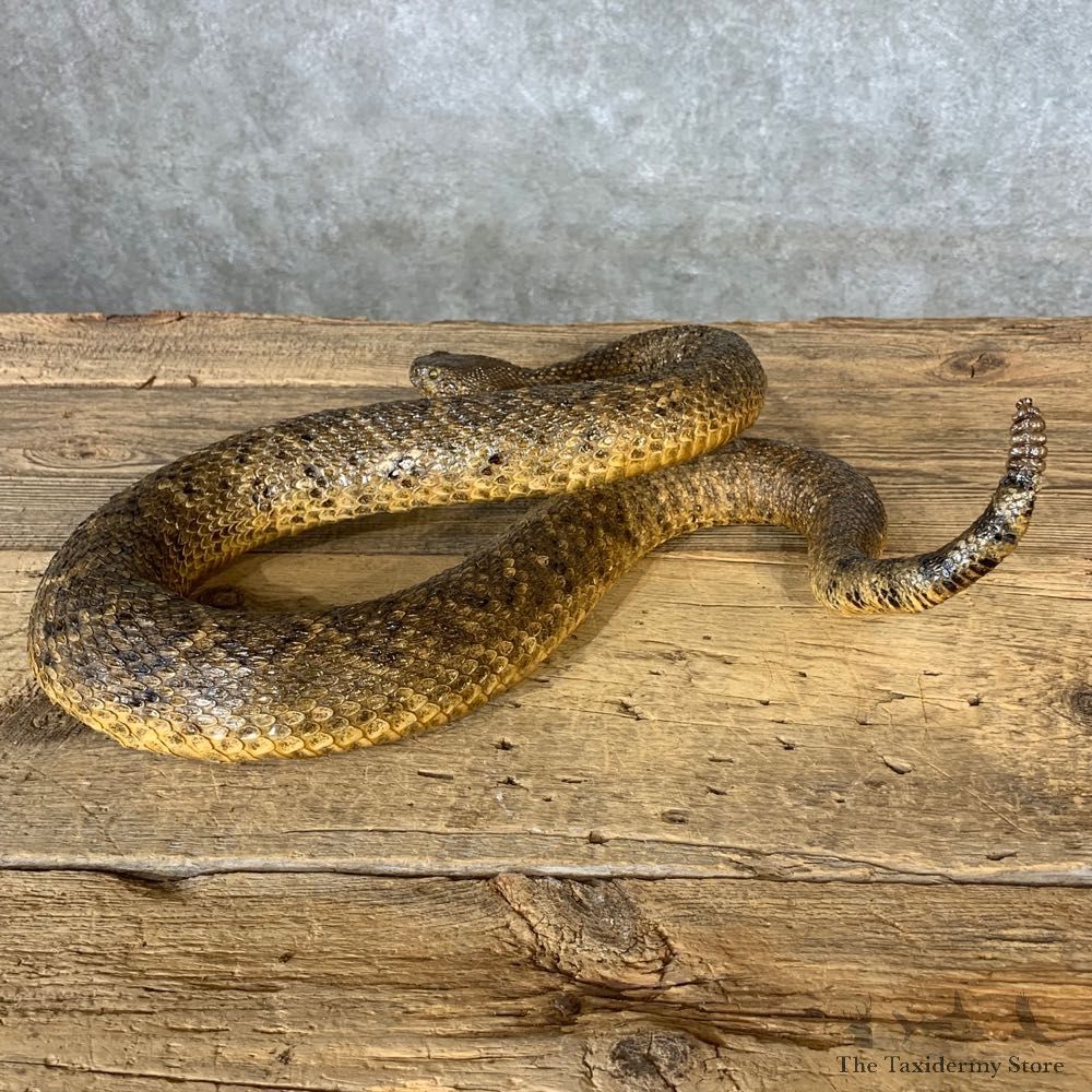 Eastern Diamondback Rattlesnake Mount For Sale #21377 @ The Taxidermy Store