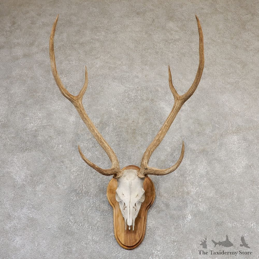 Axis Deer Skull & Horn European Mount For Sale #19020 @ The Taxidermy Store