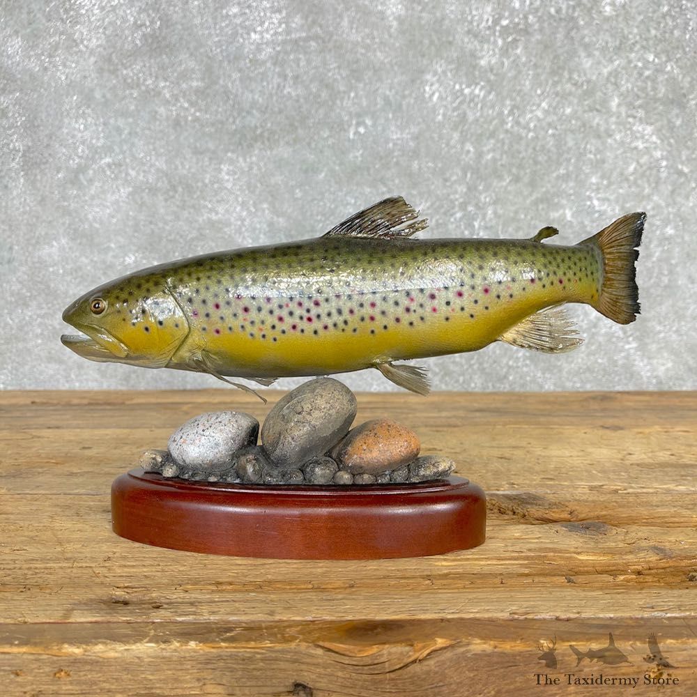 Rainbow Trout Fish Mount For Sale #24167 @ The Taxidermy Store