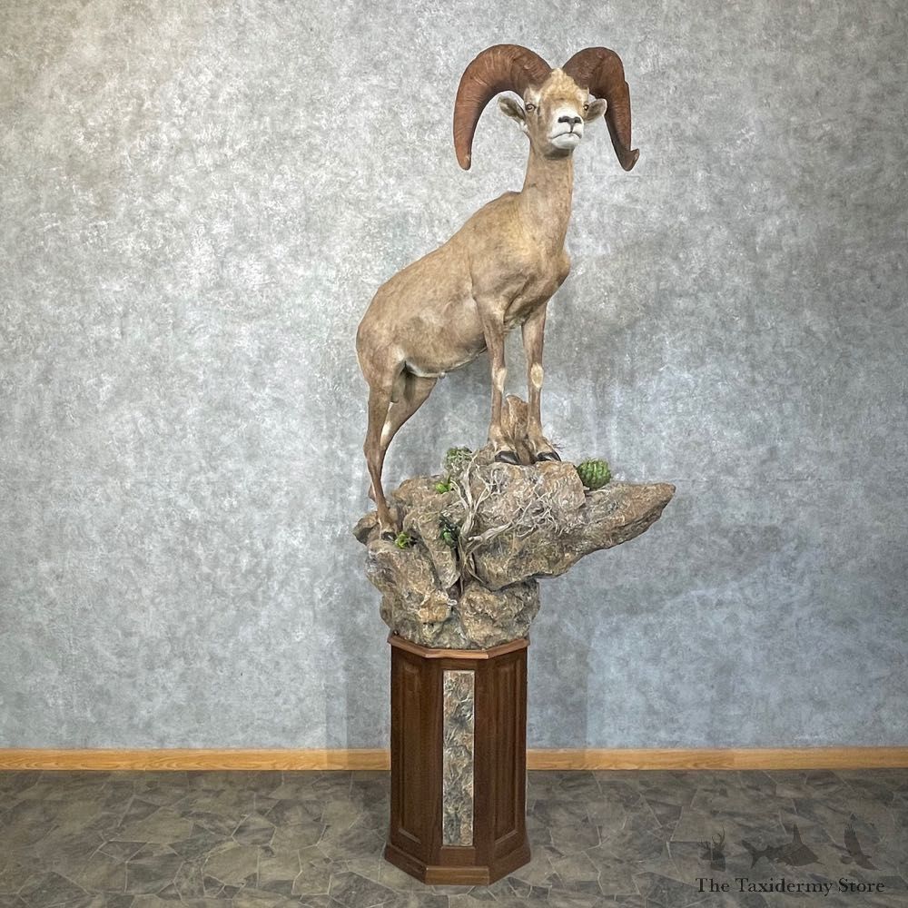 Desert Bighorn Sheep Taxidermy Mount #24755 For Sale - The Taxidermy Store