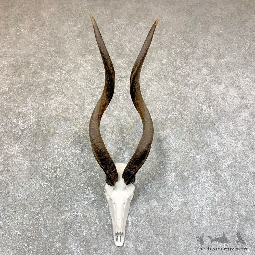 Greater Kudu Skull European Mount For Sale #23742 @ The Taxidermy Store