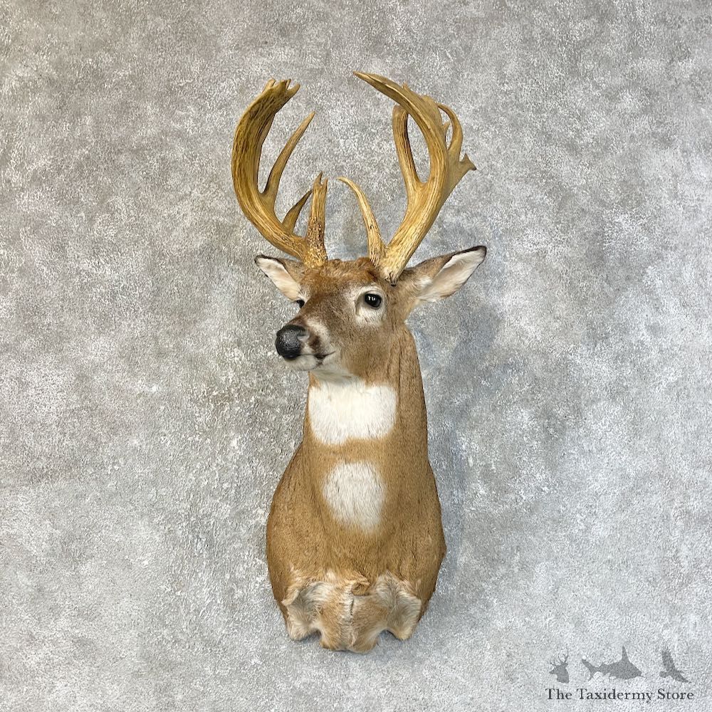 Whitetail Deer Shoulder Mount For Sale #25220 @ The Taxidermy Store