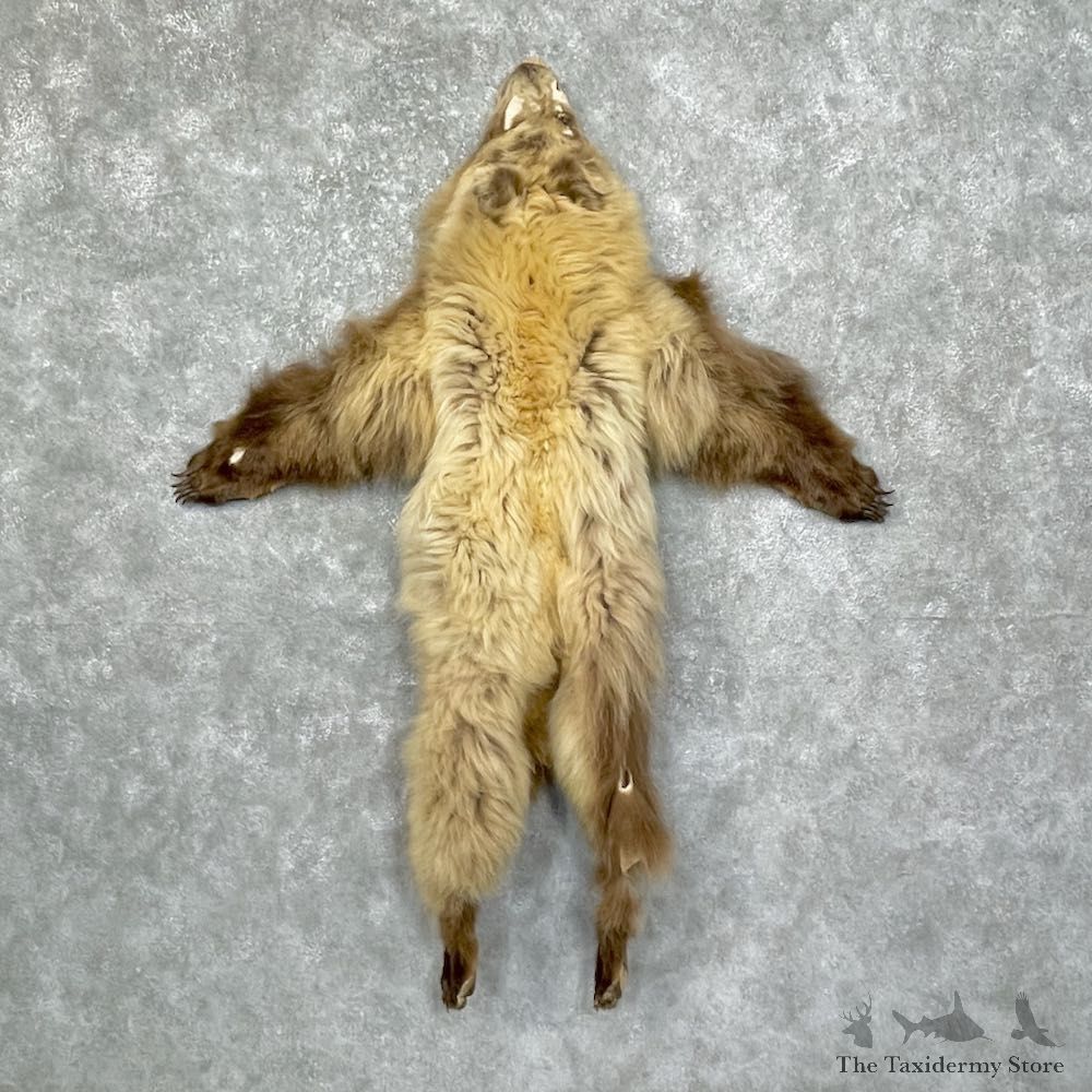 Grizzly Bear Tanned Hide For Sale #25248 @ The Taxidermy Store