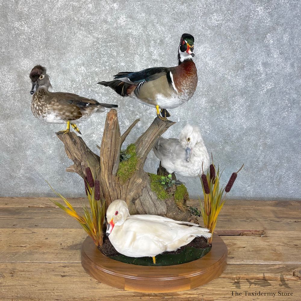 Wood Duck Slam Taxidermy Mount For Sale #25126 @ The Taxidermy Store