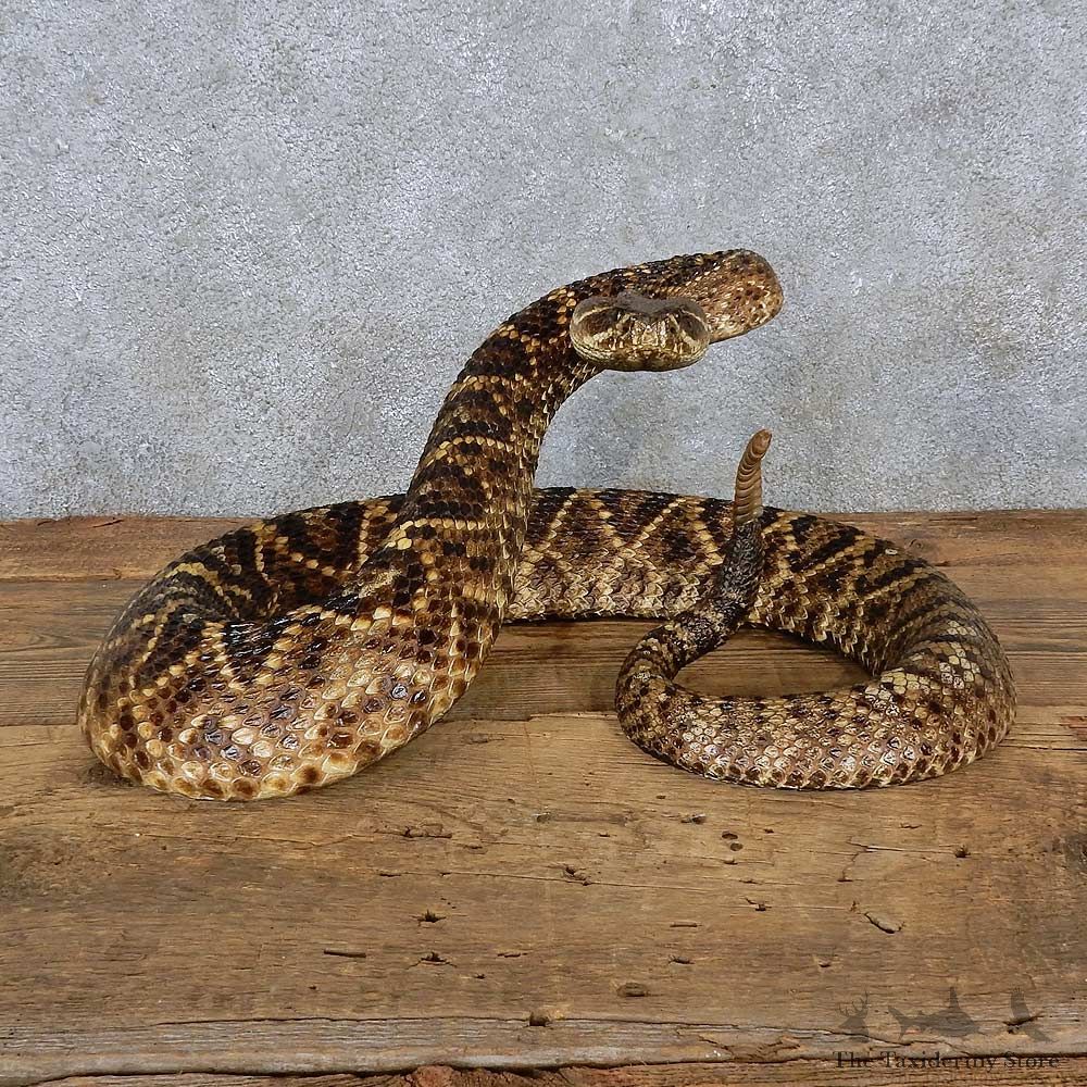Eastern Diamondback Rattlesnake Mount For Sale #15600 @ The Taxidermy Store