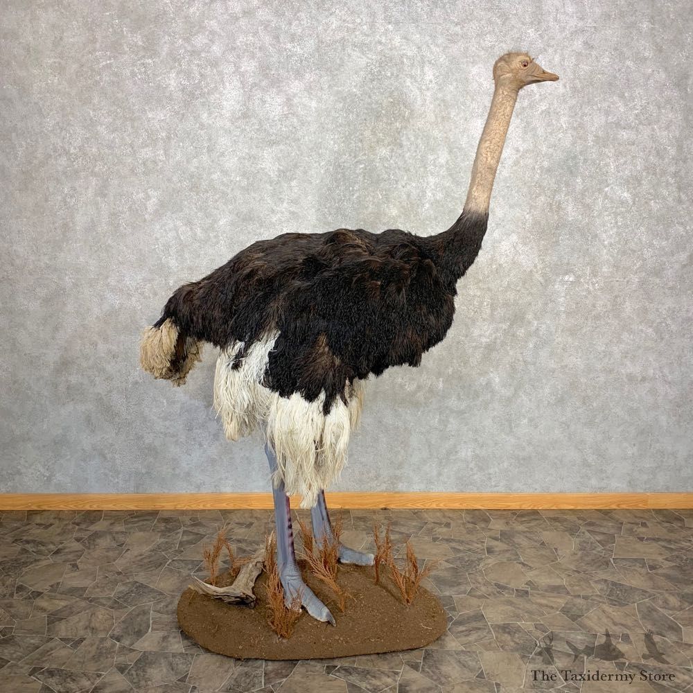 Standing Ostrich Life Size Taxidermy Mount #21673 For Sale @ The Taxidermy Store