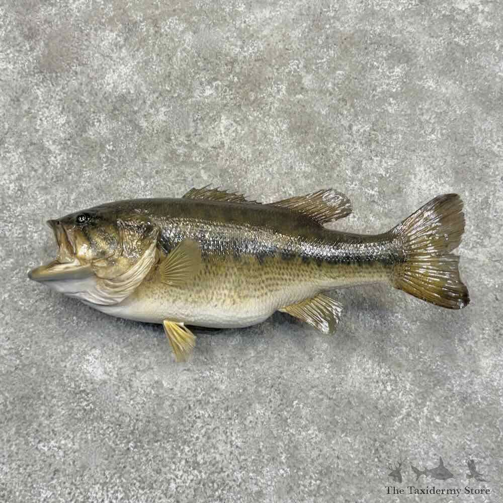 Largemouth Bass Fish Mount For Sale #32177 @ The Taxidermy Store