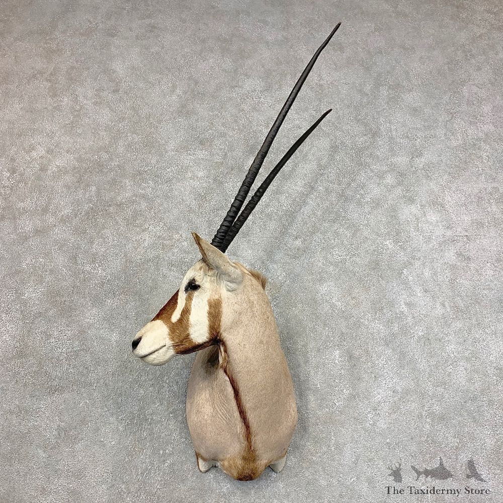 African Gemsbok Taxidermy Shoulder Mount For Sale #21529 @ The Taxidermy Store
